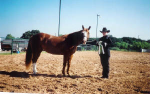 broodmares001.jpg